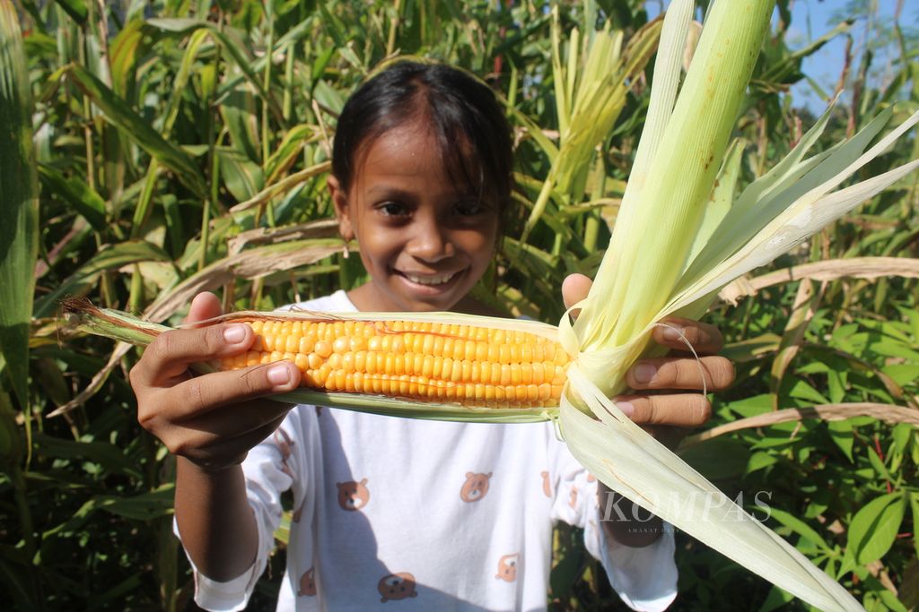 Seorang anak menunjukkan jagung di Kelurahan Belo, Kecamatan Maulafa,Kota Kupang, Nusa Tenggara Timur, Senin (8/4/2024).