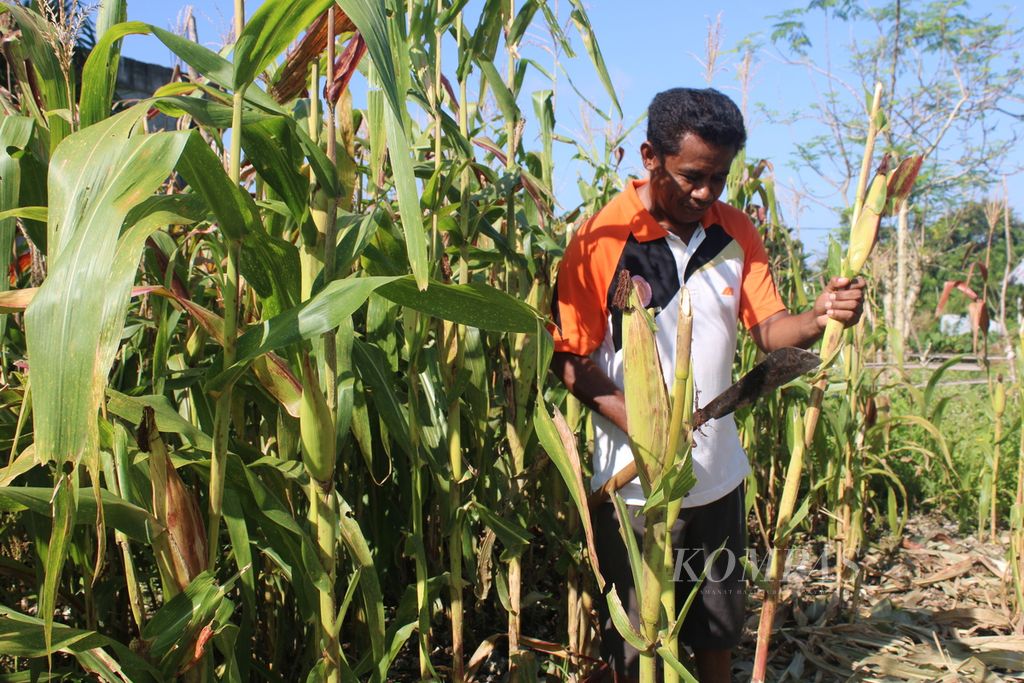 Goris Takene memanen jagung di kebun miliknya di Kelurahan Belo, Kecamatan Maulafa, Kota Kupang, Nusa Tenggara Timur, pada Senin (8/4/2024). Pegawai Pemerintah Kota Kupang itu mengisi waktu liburan dengan berkebun.