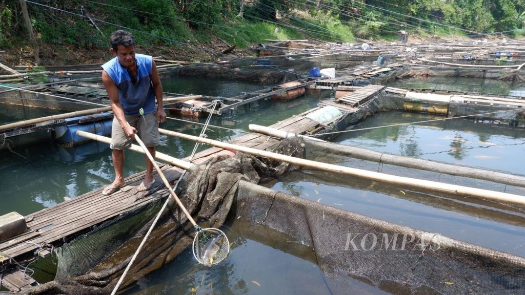 Zainal (42), petani ikan di Desa Sungai Alang, Kabupaten Banjar, Kalimantan Selatan, memperlihatkan seekor ikan mas yang hampir mati di keramba jaring apung, September 2018.