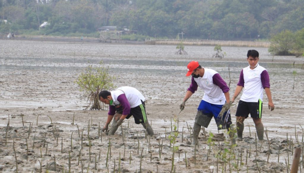 Penanaman 2.000 mangrove di Ketapang Urban Aquaculture, Kecamatan Mauk, Sabtu (24/7/2021). Penanaman tersebut dilakukan Project Management Office Integrated Coastal Management (Organisasi Kemitraan Pengelolaan Laut dan Pesisir Negara-negara di Asia Timur) Kabupaten Tangerang bersama warga setempat yang tergabung dalam relawan pesisir mengajar.