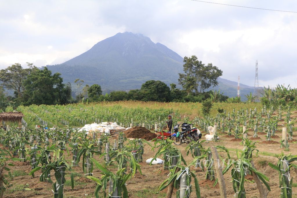 Petani beraktivitas di ladang buah naga di Kecamatan Payung, Kabupaten Karo, Sumatera Utara, Kamis (11/5/2023). Aktivitas pertanian di sekitar Gunung Sinabung menggeliat setelah dua tahun tidak ada erupsi.