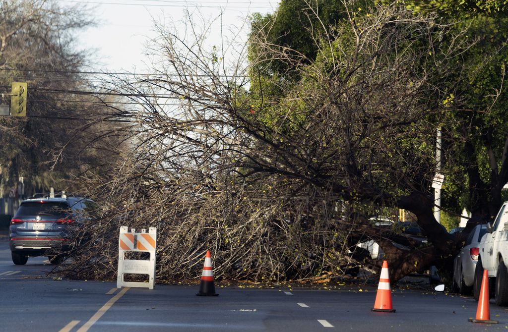 Sebuah pohon tumbang di dekat persimpangan Van Nuys di Kota Los Angeles, California, MInggu (1/1/2023). Potensi badai dan banjir meningkat di wilayah California utara membuat otoritas memerintahkan warga untuk mengungsi ke tempat yang aman. 