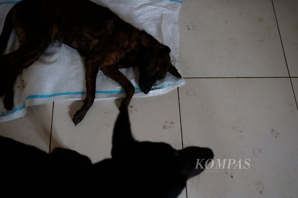  Salah satu anjing terbaring sakit pascapenyelamatan yang dilakukan dan dirawat di Animal Hope Shelter, Kota Semarang, Jawa Tengah, Selasa (9/1/2024).
