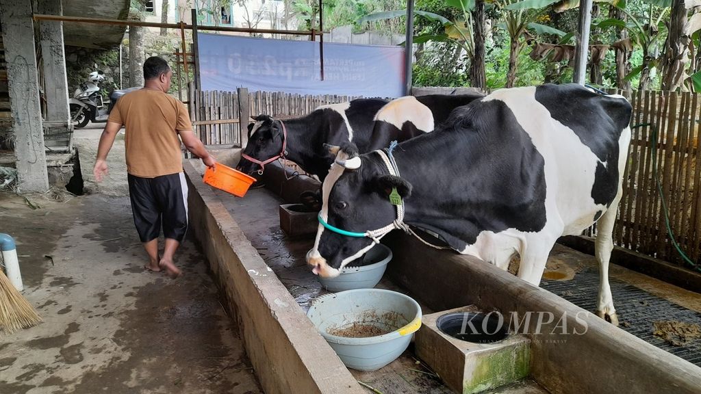 Peternak di Dusun Sumbermulyo, Desa Sumberagung, Kecamatan Ngantang, Kabupaten Malang, Jawa Timur, Kamis (2/6/2022), memberi makan sapi-sapi miliknya. Tiga ekor sapi perah yang sebelumnya terjangkit penyakit mulut dan kuku itu kini telah sembuh dan makan dengan lahap.