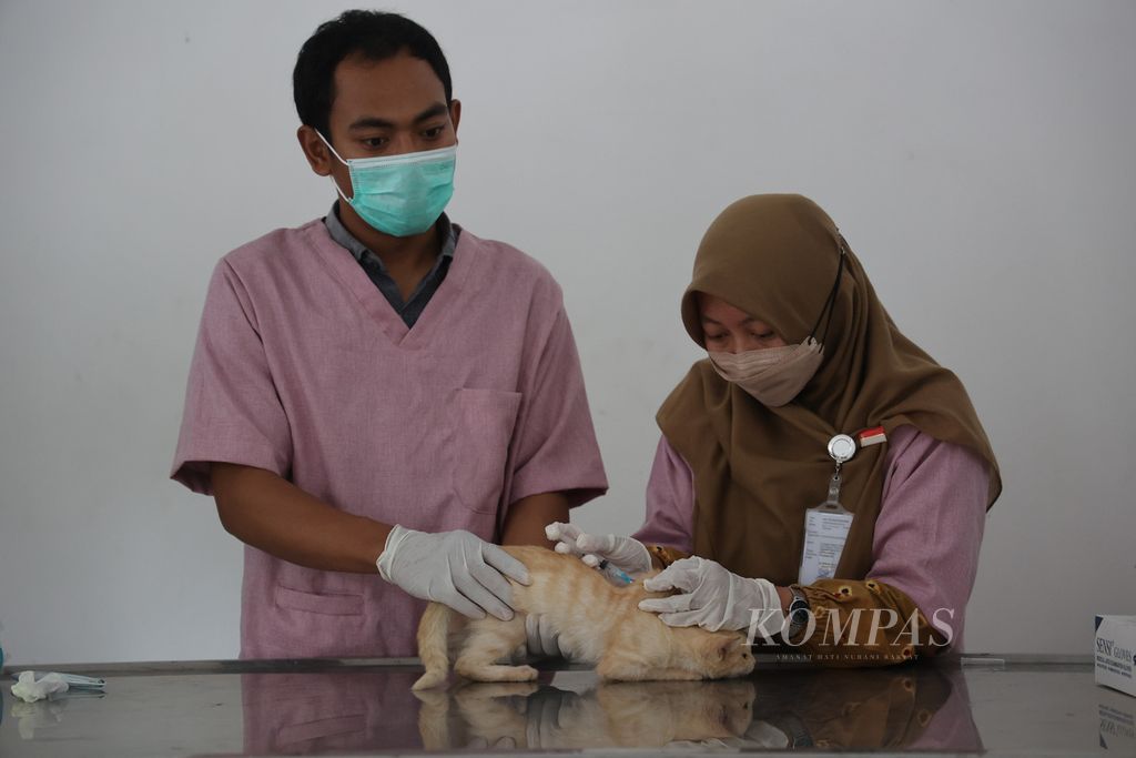Petugas medis menyuntikkan vaksin rabies kepada kucing di Poliklinik Hewan Kota Yogyakarta, Giwangan, Yogyakarta, Kamis (16/2/2023). Kegiatan vaksinasi rabies untuk hewan peliharaan itu berlangsung selama tiga hari dengan vaksin yang disediakan mencapai 500 buah.