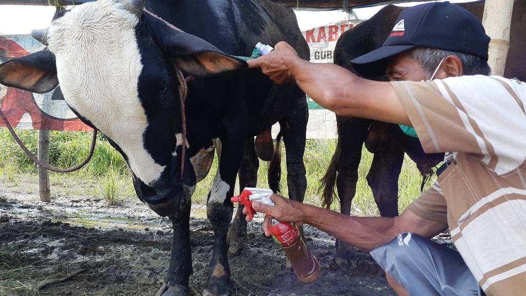 Penjual hewan kurban di Sidoarjo memberi makan ternaknya berupa pakan hijau untuk memenuhi kebutuhan nutrisi seimbang, Senin (27/6/2022). Penjualan hewan kurban diatur hanya di 29 titik dan diawasi ketat untuk mencegah penularan PMK.