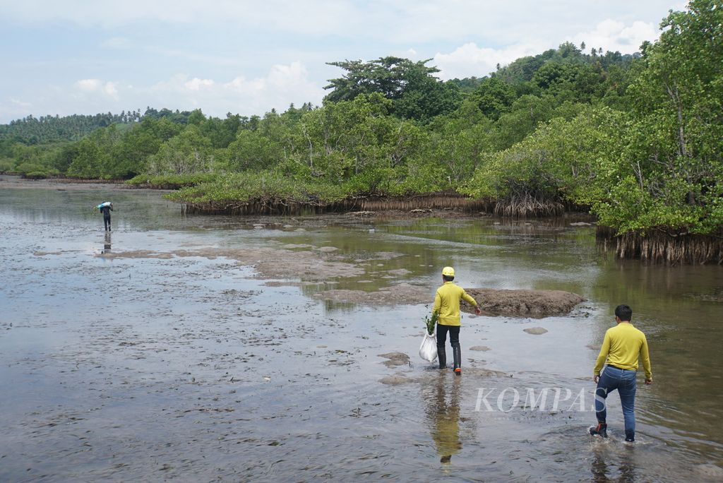 Puluhan warga dan karyawan PT United Tractors Tbk turut serta dalam program penanaman 5.000 bibit mangrove di Bahowo Mangrove Park, Tongkaina, Kecamatan Bunaken, Manado, Sulawesi Utara, Selasa (27/9/2022). Kelurahan Bunaken merupakan satu-satunya wilayah di Manado daratan yang masih memiliki hutan mangrove dengan luas 84 hektar pada 2019, dan 18 hektarnya terletak di Bahowo.