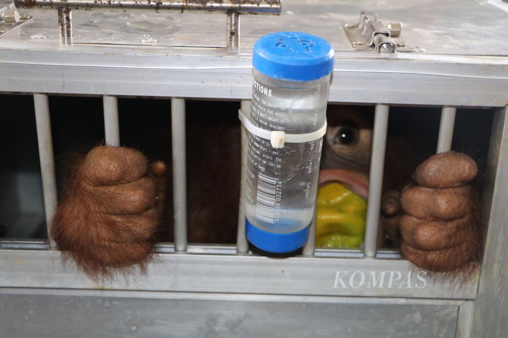 Bayi orangutan jantan berumur tiga tahun, Kaka, tiba di Bandara Kualanamu, Kabupaten Deli Serdang, Sumatera Utara, akhir Mei 2022. Kaka merupakan korban perburuan dan perdagangan ilegal yang sempat dipelihara warga di Bogor dan kini mendapat harapan untuk kembali ke habitat. 