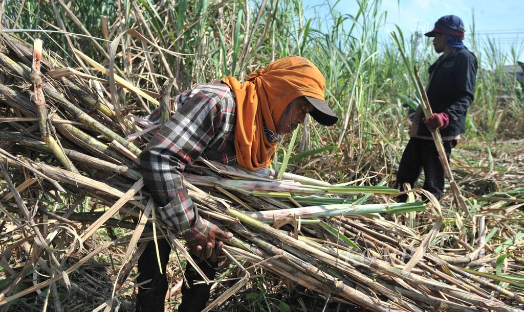 Workers carry freshly harvested sugarcane stalks to trucks in Waru District, Sidoarjo, East Java, Saturday (11/7/2020). Sugar cane is harvested to meet sugar production at PG Candi Baru.