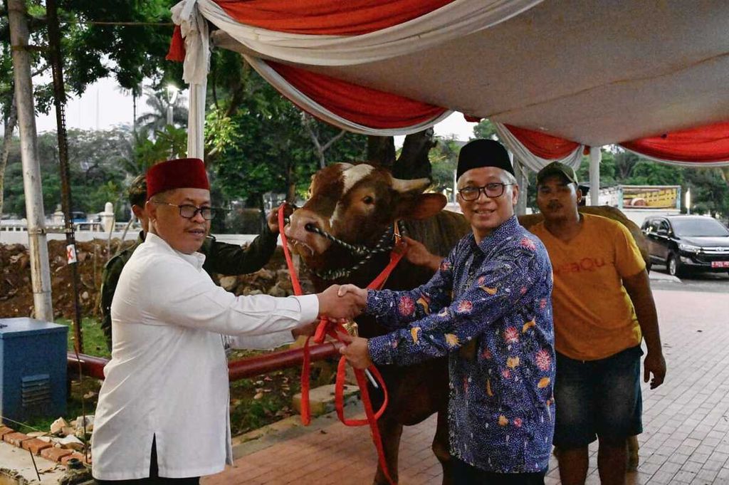 Sapi kurban Wakil Presiden Maruf Amin diserahterimakan kepada panitia kurban Masjid Istiqlal, Jakarta, Selasa (27/6/2023). 