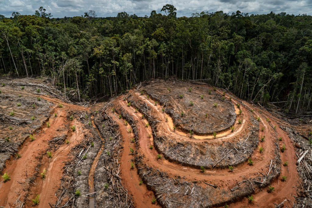 Hasil investigasi Greenpeace yang menemukan deforestasi di Papua yang dijadikan kebun kelapa sawit.
