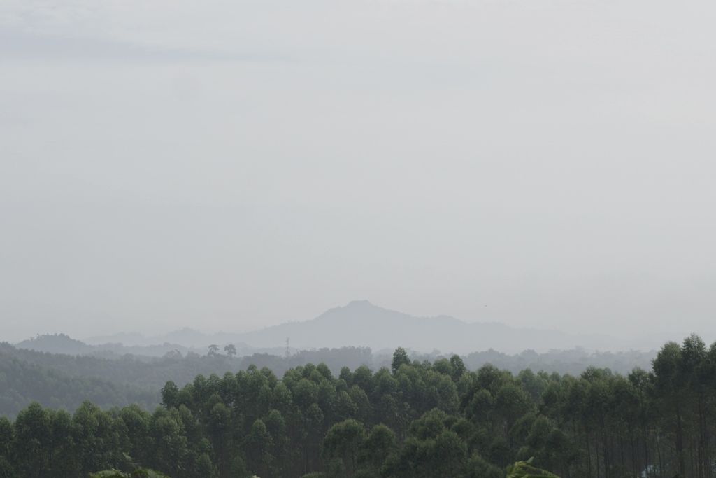 Pemandangan kawasan hutan tanaman industri PT ITCI Hutani Manunggal yang direncanakan menjadi lokasi ibu kota negara baru di Kecamatan Sepaku, Penajam Paser Utara, Kalimantan Timur, Senin (12/4/2021).
