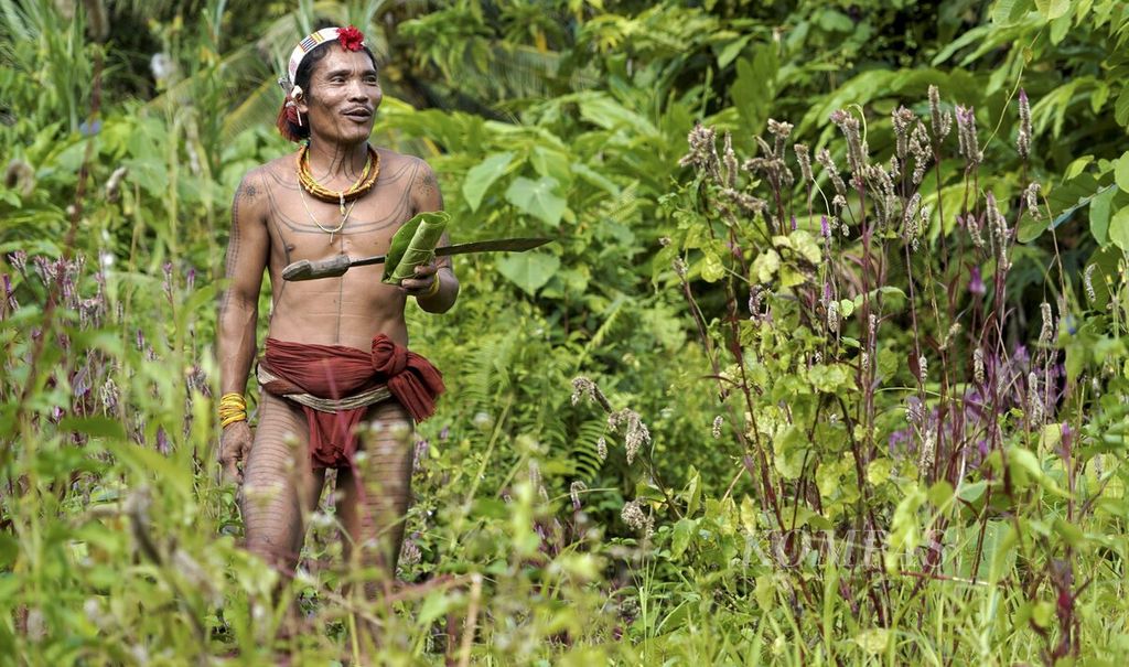 Sikerei Aman Telepon (Aman Lepon) alias Lau Lau Manai Salakirat mencari tanaman obat di Dusun Buttui, Desa Madobag, Kecamatan Siberut Selatan, Kepulauan Mentawai, Sumatera Barat, Kamis (28/7/2022). 