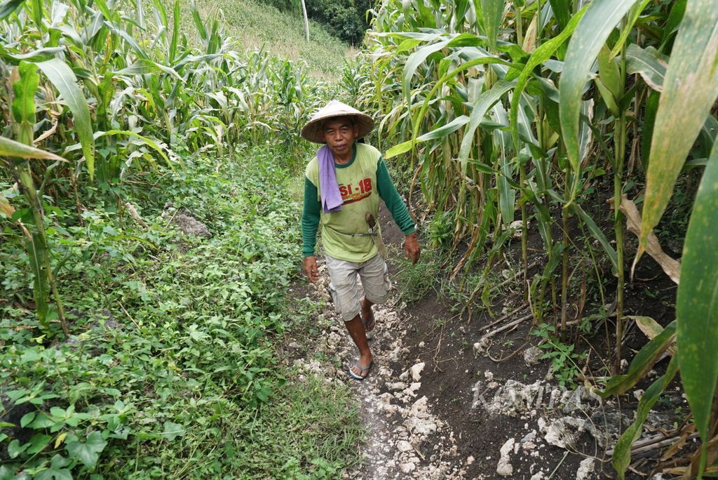 Danial Djani (50) berjalan di area perkebunan jagung Desa Ombulo, Kabupaten Gorontalo, Provinsi Gorontalo, Kamis (1/12/2022).