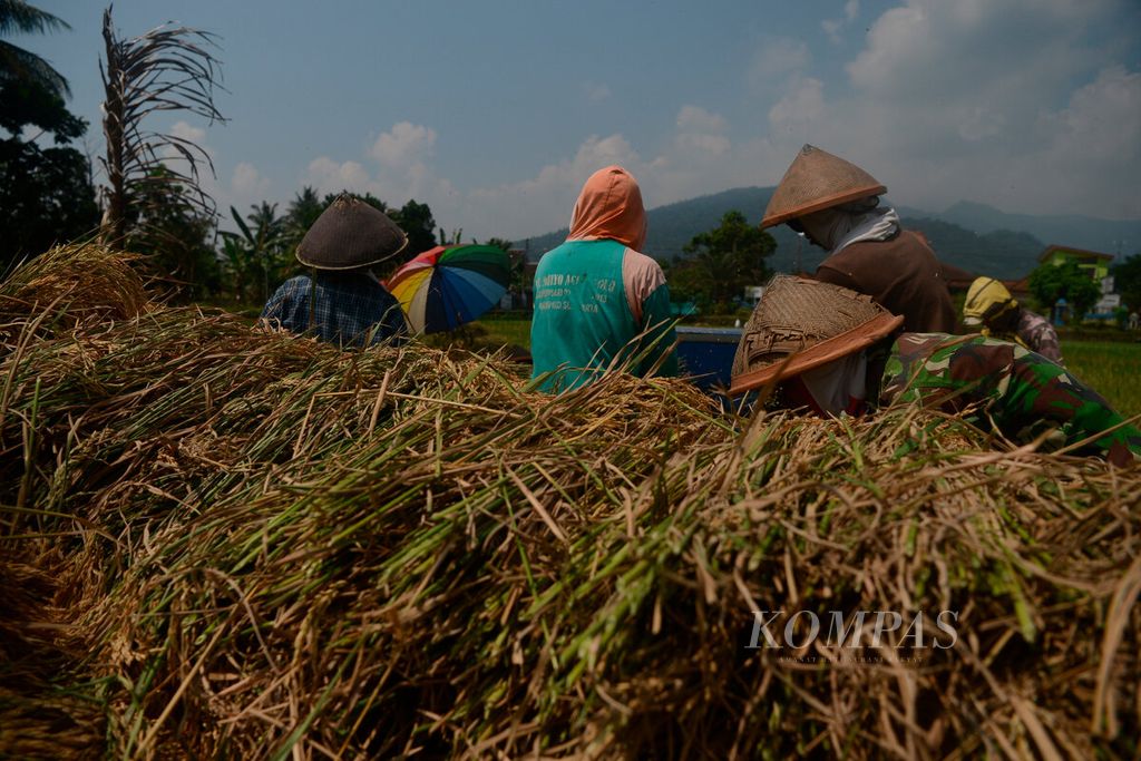 Masa panen rayadisambut petani di Banyubiru, Kabupaten Semarang, Jawa Tengah, Sabtu (16/4/2022). Sejumlah petani juga mulai beralih dari tanaman padi ke beberapa jenis komoditas lain, seperti palawija dan sayuran. 