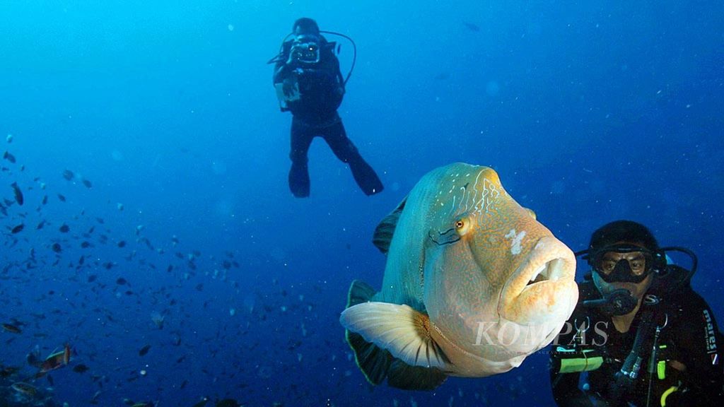 Ikan napoleon di titik penyelaman Batu Bolong, Kawasan Taman Nasional Pulau Komodo, Manggarai Barat, sat tim Ekpedisi Terumbu Karang <i>Kompas</i> melakukan penyelaman, Rabu (30/8/2017).