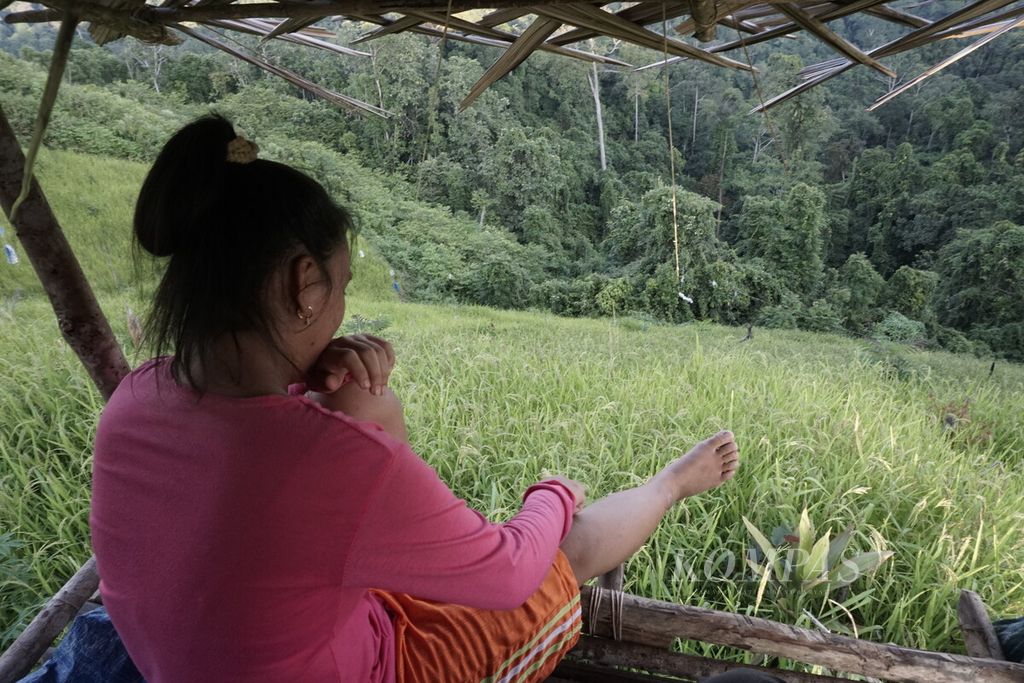 Cindi (19), suku Dayak Paser Mului, memantau padi gunung milik keluarganya dari gangguan burung dan binatang lain di RT 008 Desa Swan Slotung, Kecamatan Muara Komam, Kabupaten Paser, Kalimantan Timur, Jumat (12/3/2021).