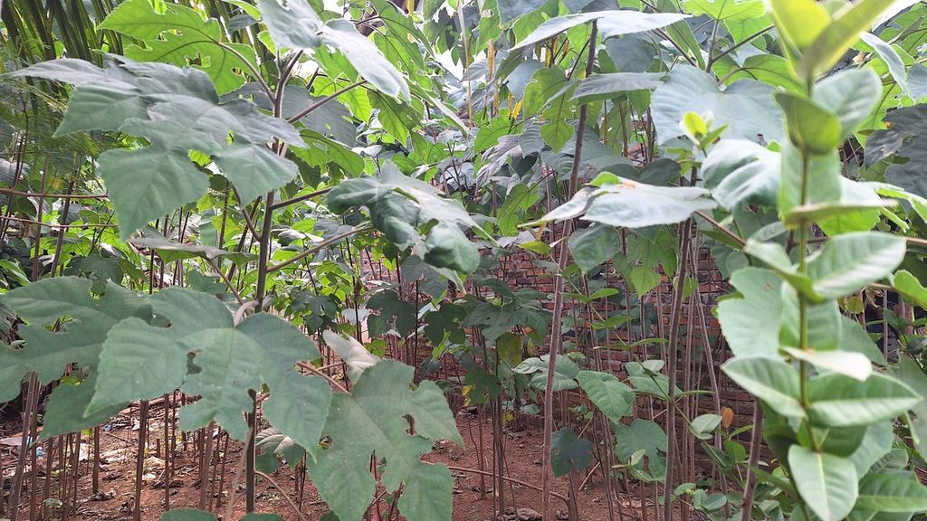 Pohon daluang sebagai cikal bakal kertas tradisional di Desa Mekarjaya, Indramayu, Jawa Barat, Selasa (14/5/2024).