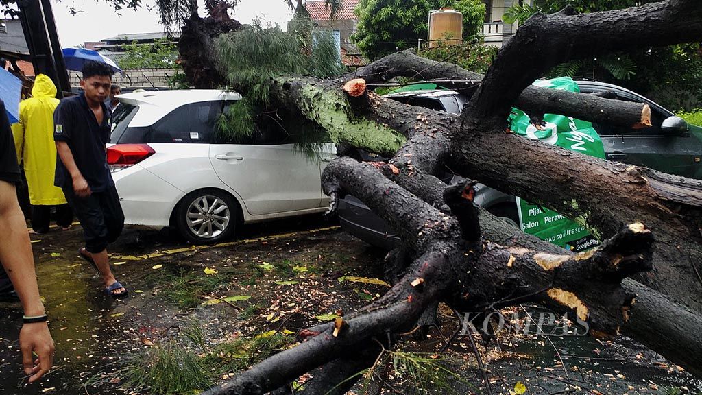 Pohon cemara tumbang di lapangan parkir Redaksi Kompas, Jakarta, Rabu (22/11) sore. Pohon tersebut menimpa dua mobil milik wartawan Kompas, tetapi tidak ada korban jiwa ataupun yang terluka. Saat peristiwa itu, terjadi hujan disertai angin kencang. 