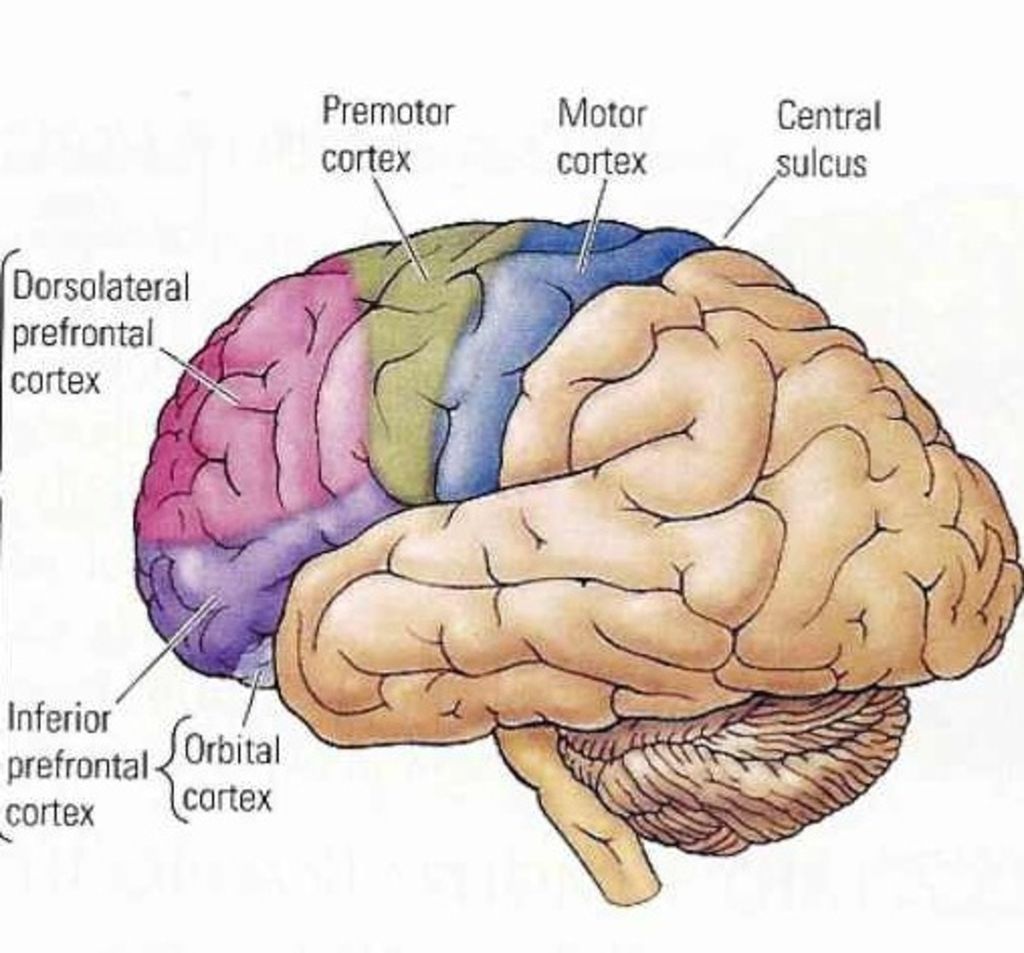 Wilayah lobulus parietal inferior dan korteks prefrontal dorsolateral di otak.
