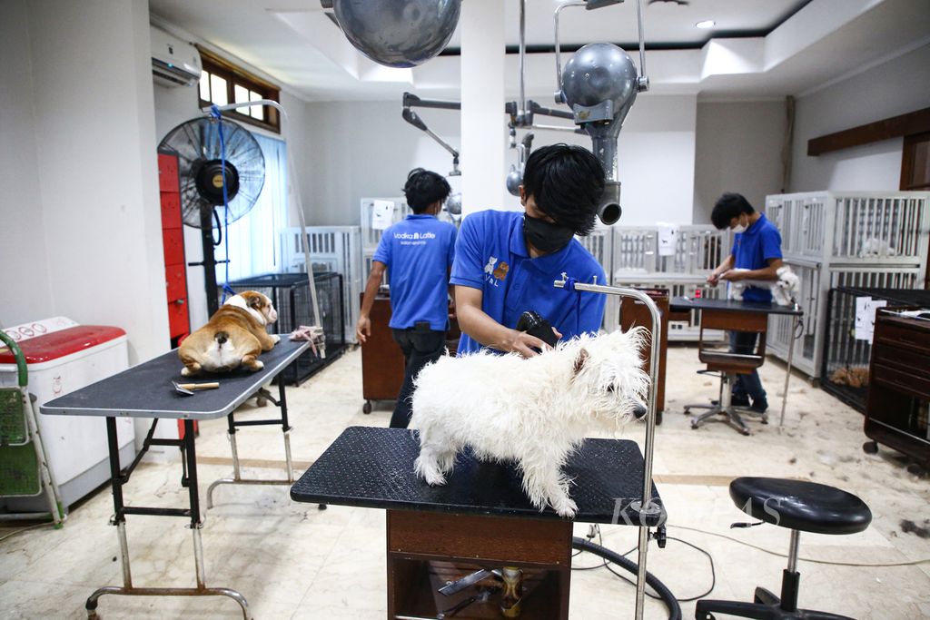 Petugas melakukan perawatan kepada anjing di Vodka and Latte Salon di kawasan Kemang, Jakarta Selatan (17/5/2021). Salon-salon anjing yang memberikan berbagai layanan seperti <i>grooming</i>, hotel, hingga klinik kesehatan bagi hewan berkaki empat ini bermunculan seiring dengan meningkatnya permintaan. 