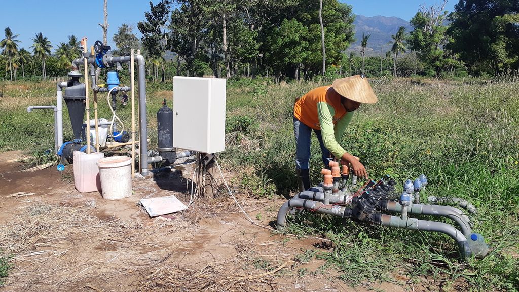Petugas mengalirkan pupuk ke dalam sistem irigasi tetes di salah satu lahan pertanian di Maumere, Kabupaten Sikka, Nusa Tenggara Timur, Rabu (22/6/2022). Pupuk yang digunakan sesuai dengan standar nasional. Sistem irigasi tetes dianggap lebih efektif dan efisien. 