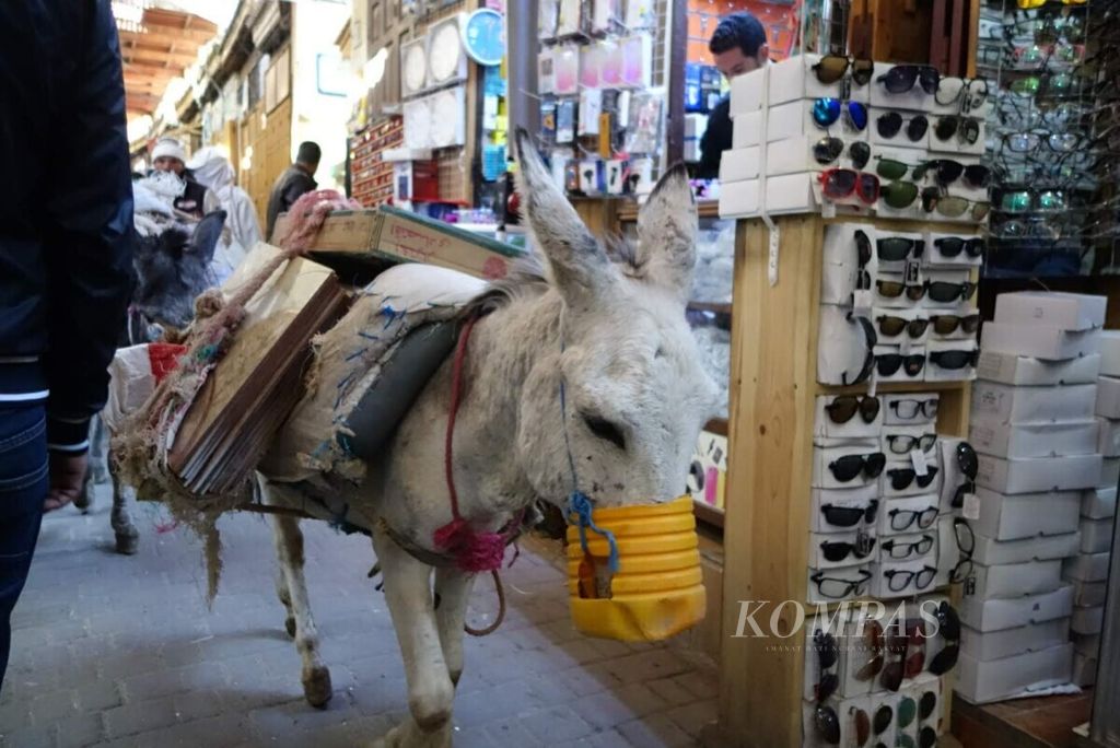 Keledai menjadi tunggangan dan alat angkut sehari-hari di Medina, Fes, Maroko. 