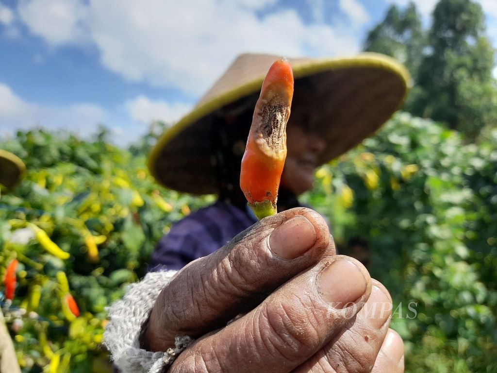 Seorang petani di Desa Pujon Lor, Kecamatan Pujon, Kabupaten Malang, Jawa Timur, menunjukkan buah cabai rawit yang terserang cacar, Minggu (3/7/2022).