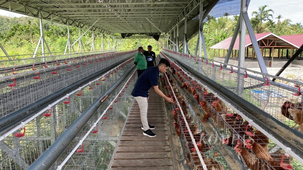 Suasana peternakan ayam milik warga di kawasan rumah sehat yang terletak di Kampung Doyo Baru, Distrik Waibu, Kabupaten Jayapura, Papua, Jumat (30/12/2022). 