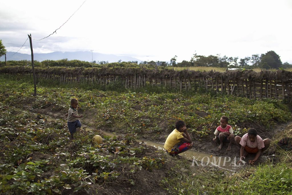 Remaja berada di halaman belakang rumahnya yang ditanami betatas di Kampung Wouma, Wamena, Kabupaten Jayawijaya, Papua, Minggu (29/4/2012). Petani di Wamena memiliki varietas unggul ubi jalar dan tumbuh subur di lembah tersebut.