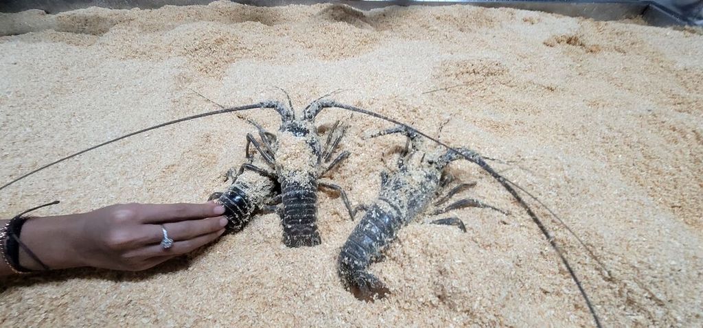 Lobster pasir yang masih hidup dalam proses dikeringkan dengan serbuk kayu untuk selanjutnya dikemas guna pengiriman ekspor di pabrik PT Mina Jaya Wysia, Tangerang, Banten, akhir Agustus 2024.