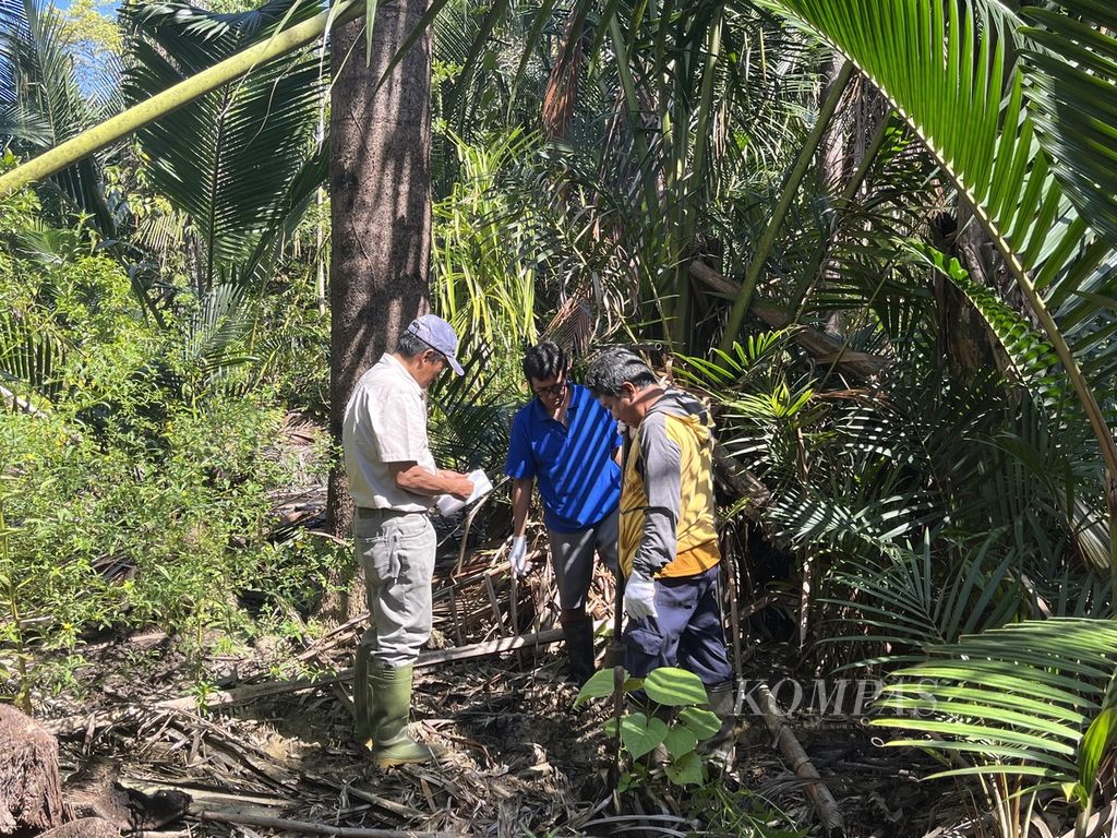 Prof Dr Ir Yulius Barra’ Pasolon, MAgr, ahli sagu dari Universitas Haluoleo, Sulawesi Tenggara, tengah menyelidiki kualitas tanah gambut di kebun sagunya. 