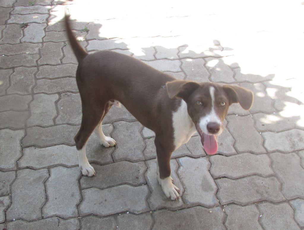 Anjing milik Maksi Natun (58) di Kelurahan Liliba, Kota Kupang, Rabu (3/8/2022). Kasus gigitan hewan penular virus rabies di NTT yang terus meningkat memerlukan kepedulian berbagai pihak untuk bergerak cepat menanggulanginya.