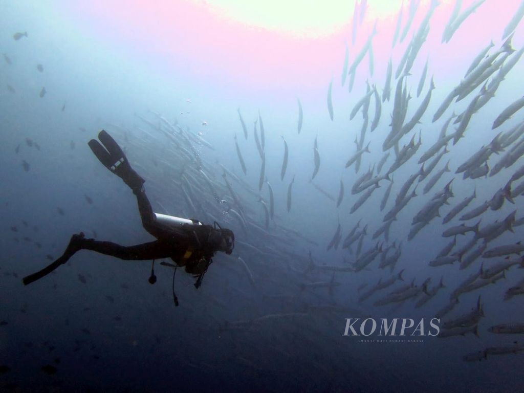 Penyelam menikmati pemandangan gerombolan (<i>schooling</i>) ikan barakuda di titik selam Hoga Channel, Wakatobi, Sulawesi Tenggara, beberapa waktu lalu.  