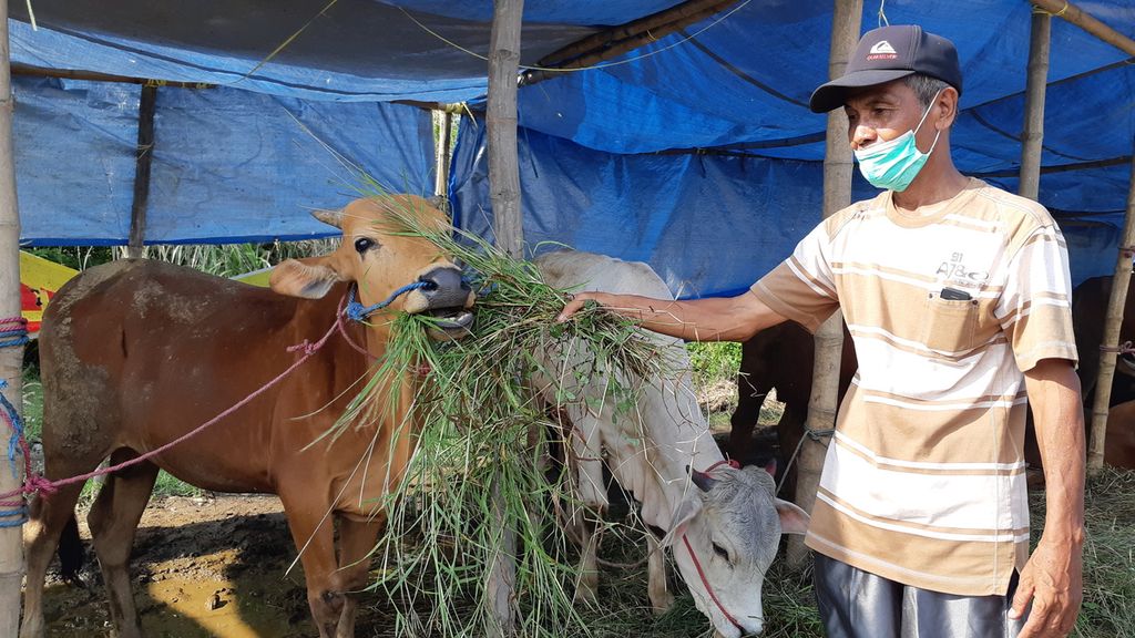 Penjual hewan kurban di Sidoarjo memberi makan ternaknya berupa pakan hijau untuk memenuhi kebutuhan nutrisi seimbang, Senin (27/6/2022). Penjualan hewan kurban diatur hanya di 29 titik dan diawasi ketat untuk mencegah penularan PMK.