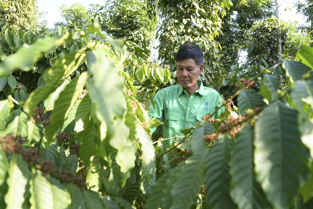 Petani kopi Vietnam, Le Van Tam, memperlihatkan tanaman kopi di kebun miliknya di Provinsi Dak Lak, 1 Februari 2024. Sejak tahun 2019, dia mengubah pengolahan kebun kopinya menjadi hijau dan berkelanjutan“, meninggalkan pupuk kimia.   