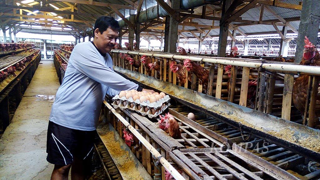 Karena mahalnya   harga pakan, sejumlah peternak ayam petelur di Kabupaten Blitar, Jawa Timur, termasuk  Didik Mariyono (58), peternak di Kecamatan Selorejo,  terpaksa menjual 1.600 ayamnya yang masih produktif untuk  keperluan membeli pakan bagi ayam  yang lain.