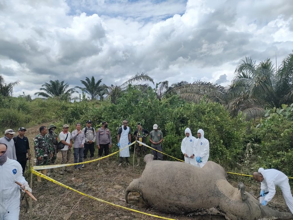 Tim medis melakukan pemeriksaan terhadap bangkai gajah sumatera yang mati di Desa Srimulya, Kecamatan Peunaron, Kabupaten Aceh Timur, Aceh, Sabtu (15/10/2022). Gajah tersebut didug amati karena keracunan pupuk.