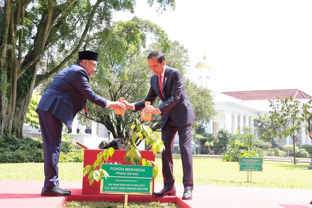 PM Malaysia Anwar Ibrahim dan Presiden Joko Widodo menanam pohon bersama dalam kunjungan resminya ke Indonesia, Senin (9/1/2023). Pohon merawan (<i>Hopea odorata</i>) menjadi pohon persahabatan keduanya. 