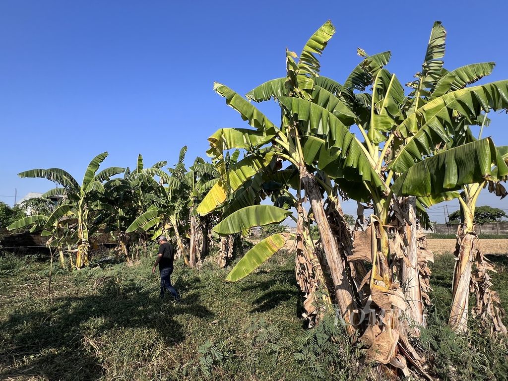 Tanaman pisang di Kabupaten Gowa, Sulawesi Selatan, Kamis (12/10/2022). Pisang akan dijadikan komoditas ekspor di Sulsel.