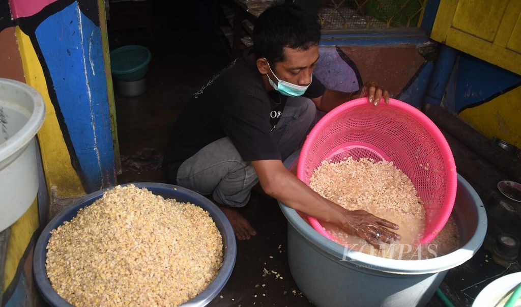 Jarwo Susanto menyiapkan kedelai untuk bahan baku pembuatan tempe di Kelurahan Putat Jaya, Kecamatan Sawahan, Surabaya, Jatim, Jumat (4/6/2021). Menyiasati tingginya harga bahan baku kedelai dan lesunya daya beli terkait pandemi, Jarwo yang dikenal dengan tempe dollynya mengganti bahan baku sebagian produksi tempenya dengan mi. Mi yang diberi ragi tersebut kemudian dijual Rp 1.000 per bungkus. 