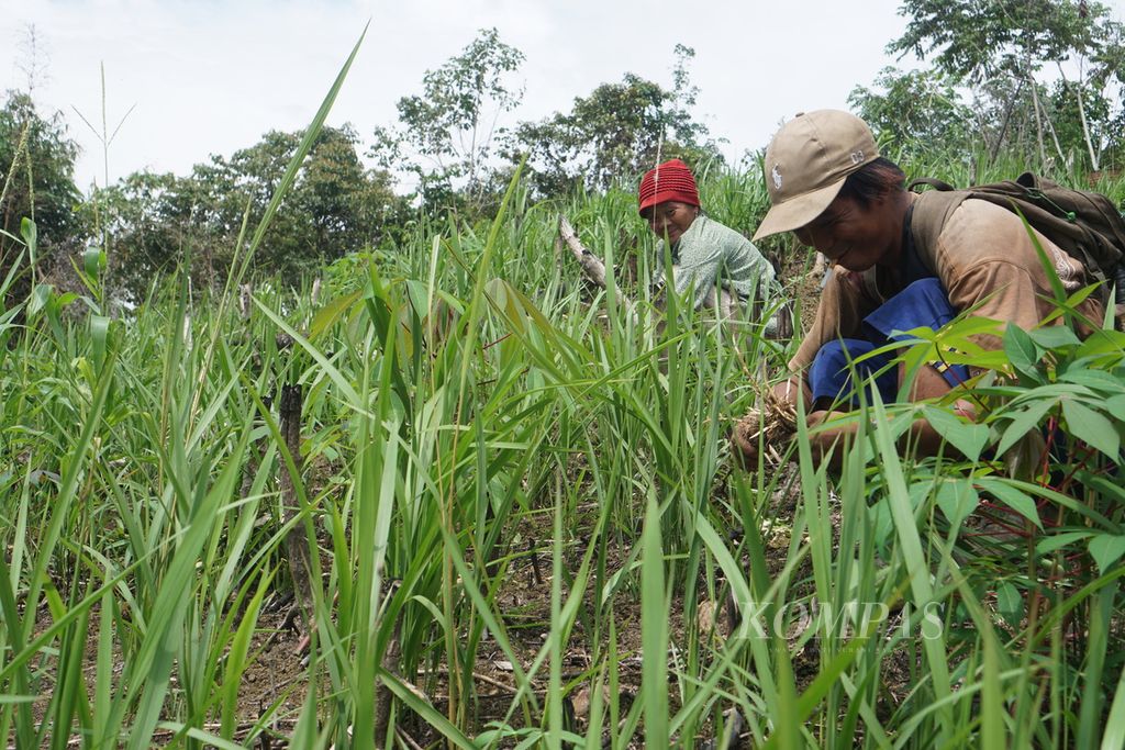 Muliyadi (29), bertopi coklat, mencabuti rumput liar yang tumbuh di ladangnya di Kampung Mului, Desa Swan Slotung, Kecamatan Muara Komam, Kabupaten Paser, Kalimantan Timur, Senin (20/11/2023).