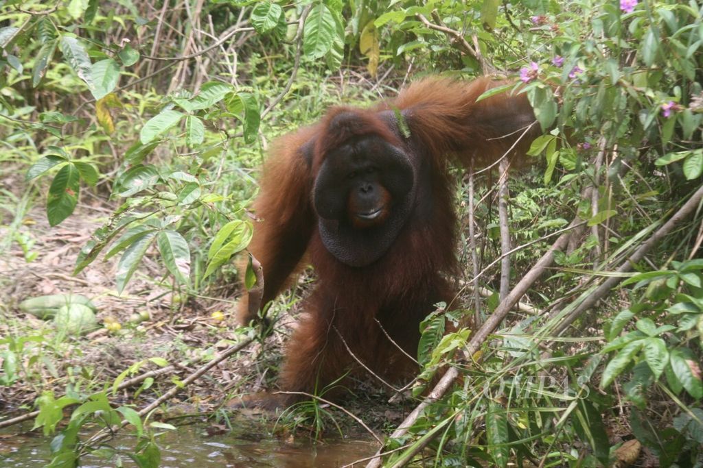 Badan Konservasi Dunia (IUCN) menaikkan status konservasi tiga subspesies orangutan di Kalimantan menjadi <i>critically endangered</i>. Status ini satu trip di bawah punah.