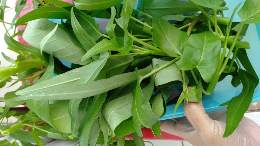 Hasil panen sayur kangkung yang ditanam secara hidroponik di depan kamar Imasni Satriani, di Tangerang, Banten. Sayuran segar bisa dipetik dan dimasak sesegera mungkin. 