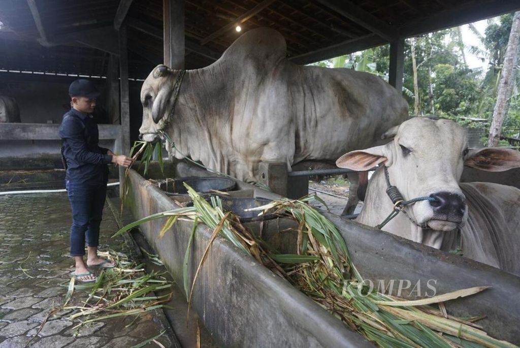 Setyo Hermawan bersama ternak sapi miliknya.
