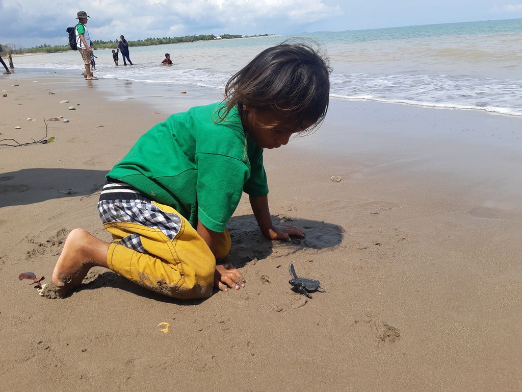 Seorang anak ikut melepasliarkan tukik di Pantai Kelapa Tinggi, Desa Mata Air, Kecamatan Kupang Tengah, Kabupaten Kupang, Nusa Tenggara Timur, Jumat (28/10/2022).  