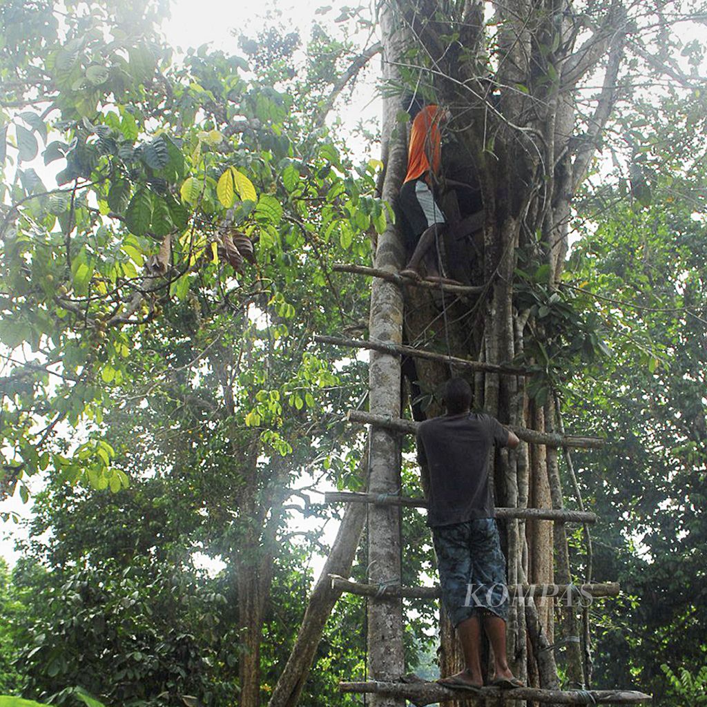 A group of young people who rescue natural orchids are returning tiger orchids (<i>Grammatophyllum speciosum</i>) to their habitat in a forest that is still well vegetated in Jambi Tulo Village, Maro Sebo District, Muaro Jambi Regency, Jambi, Thursday (11/1/2022).