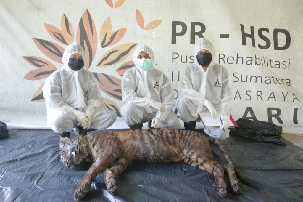 Tim medis PRHSD Arsari seusai melakukan pemeriksaan terhadap bangkai harimau sumatera Puti Maua yang mati karena sakit saat proses rehabilitasi di PRSHD Arsari, Nagari Lubuk Besar, Kecamatan Asam Jujuhan, Dharmasraya, Sumatera Barat, Rabu (8/6/2022). Harimau itu masuk PRHSD pada 12 Januari 2022 usai dievakuasi karena berkonflik dengan manusia di Kampung Maua Hilia, Jorong Kayu Pasak Timur, Nagari Salareh Aia, Kecamatan Palembayan, Agam, Sumbar.