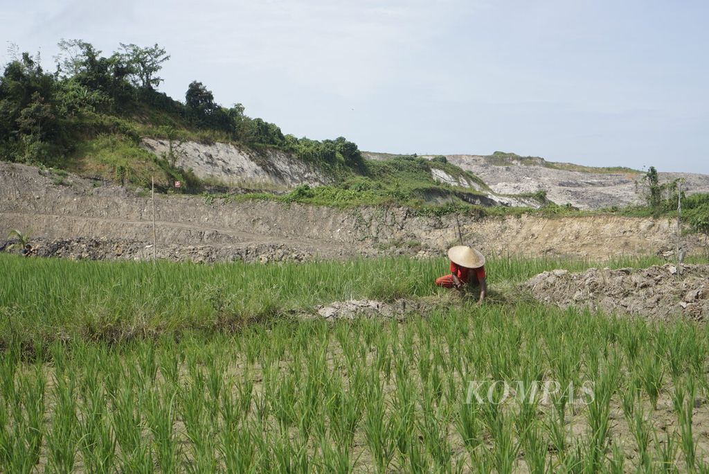 Syadari (45) merumput di persawahan yang berhadapan langsung dengan tambang batubara di Desa Desa Karang Tunggal, Kecamatan Tenggarong Seberang, Kabupaten Kutai Kartanegara, Kalimantan Timur, Sabtu (7/1/2023).