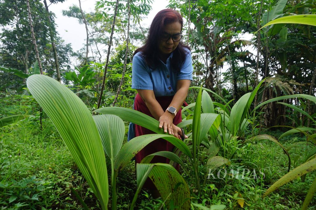 Siti (50), pemilik rumah makan Oemah Nyangku, memetik daun nyangku atau pandan hutan di pekarangan di Desa Karangsalam, Kecamatan Baturraden, Kabupaten Banyumas, Jawa Tengah, Sabtu (1/10/2022).